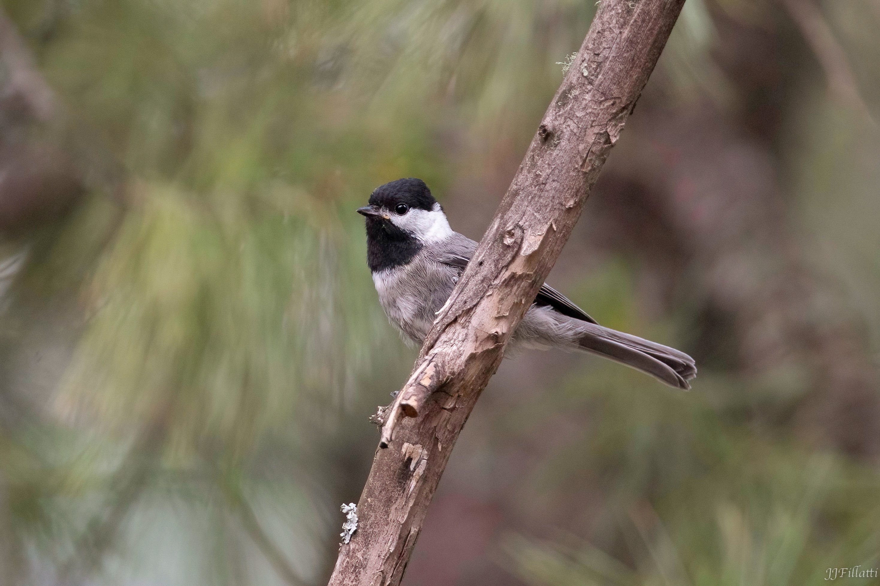 bird of arizona image 42